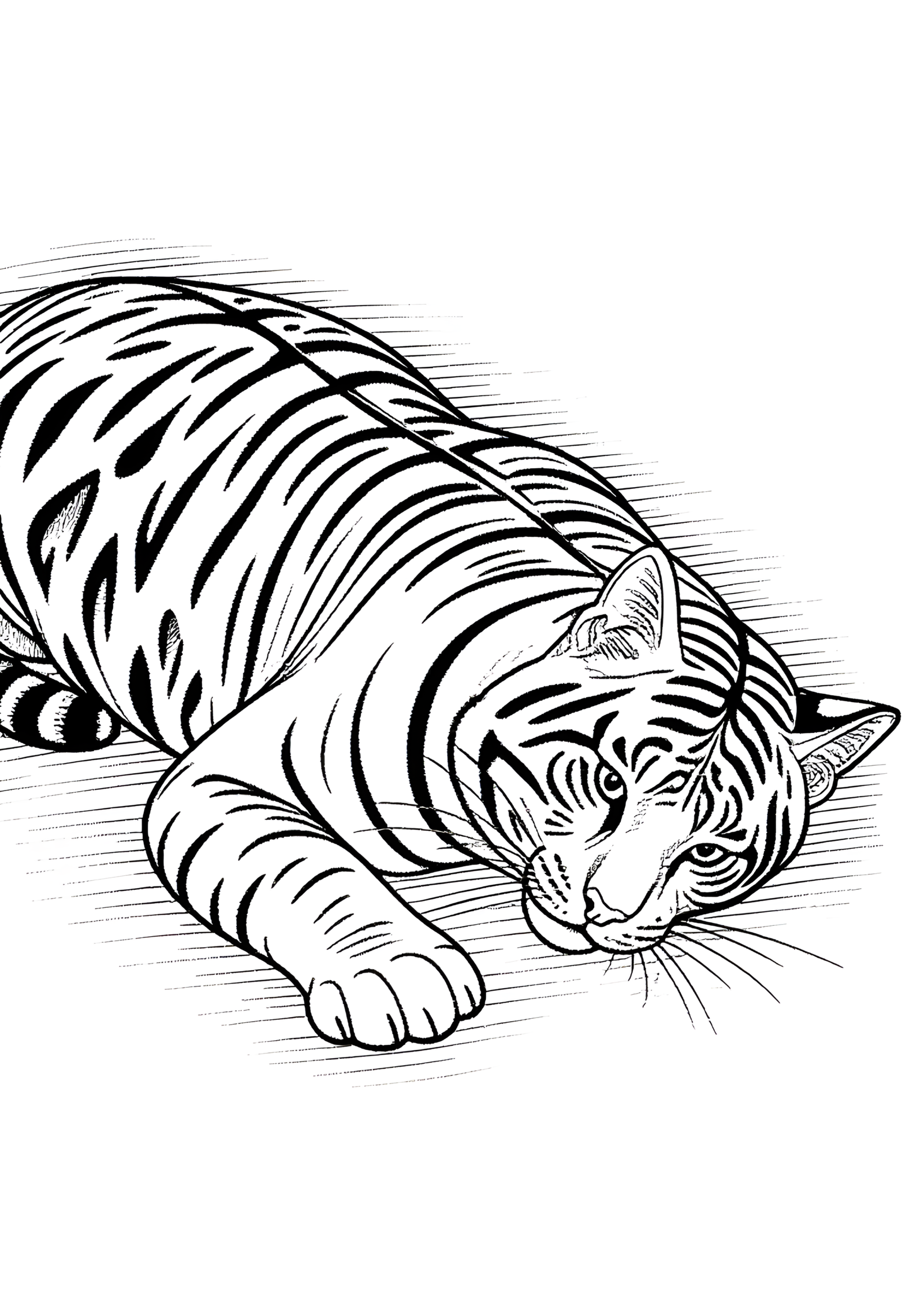 Coloriage Chaton Toyger Rayures Motif Simple, variante 1