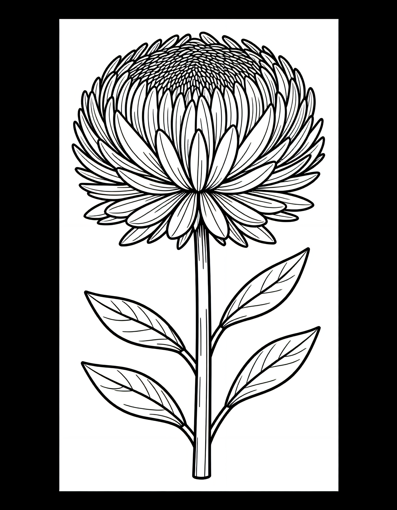 Coloriage Protéa, variante 2