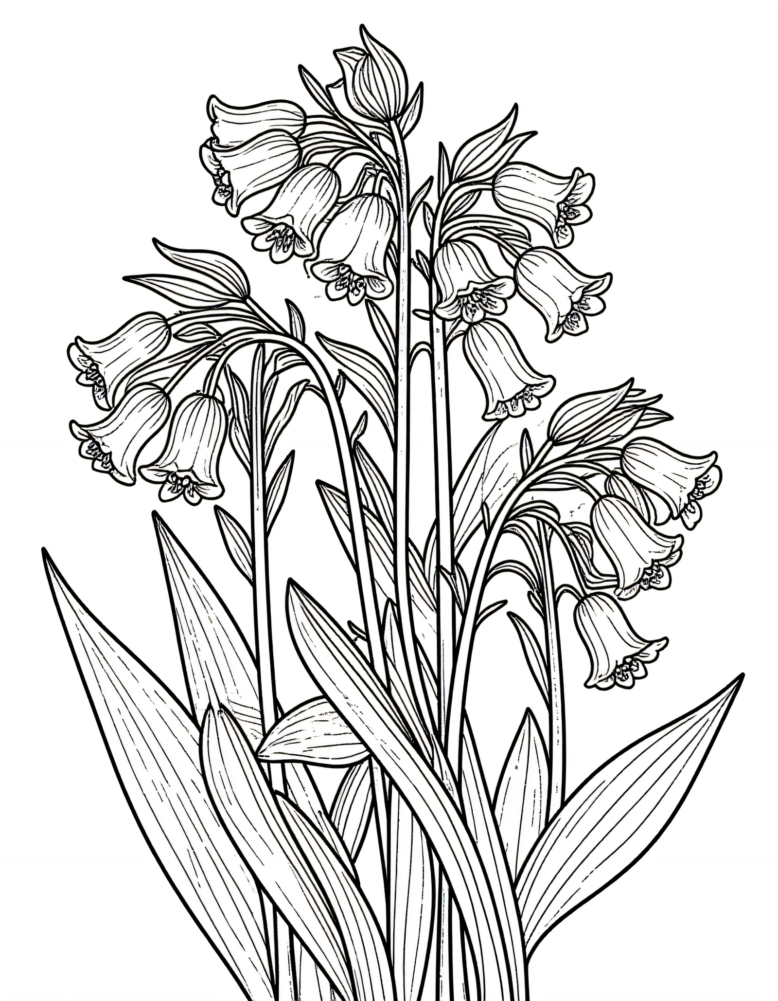 Coloriage Jacinthes des bois, variante 4