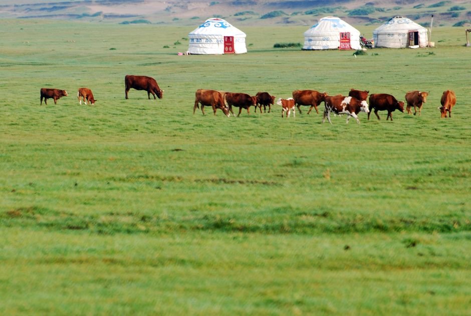 Photo d'un vrai cheval mongol paissant sur la steppe