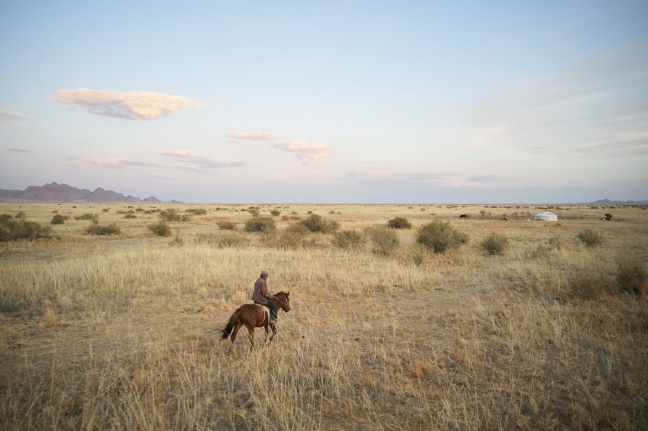 Photo d'un vrai cheval mongol paissant sur la steppe