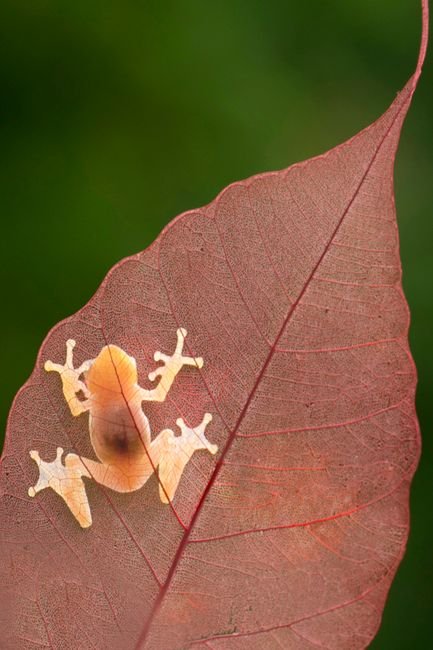 Photo d'un vrai grenouille de verre sur nénuphar