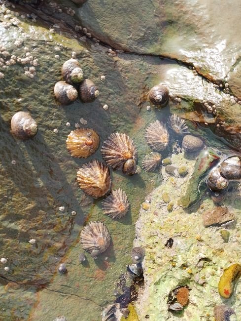 Photo d'un vrai moule Sur Rocher De Maree