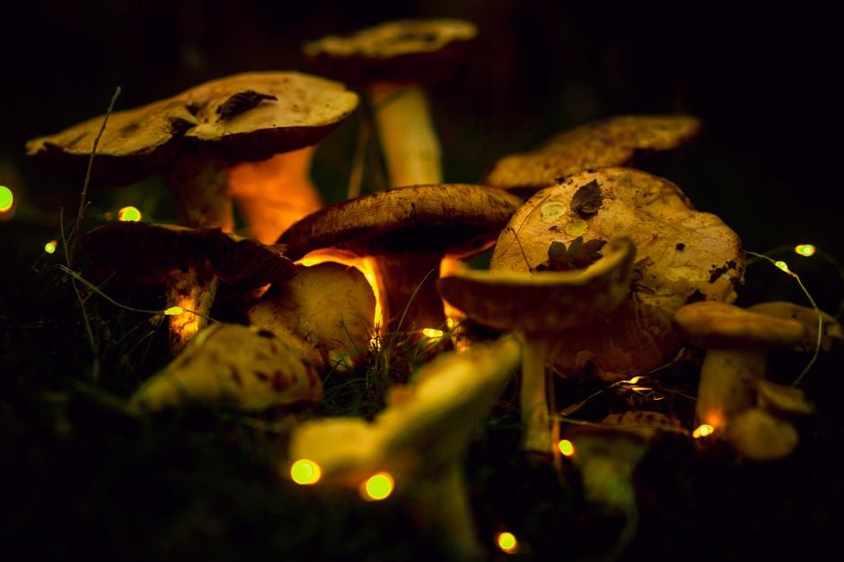 Photo d'un vrai rond de Fées aux Champignons