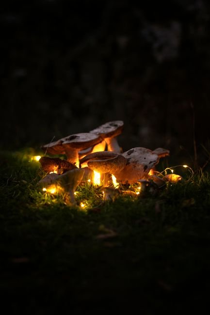 Photo d'un vrai rond de Fées aux Champignons