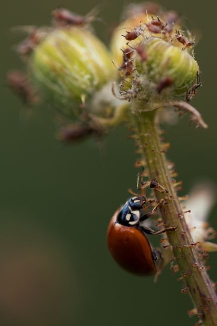 Photo d'un vrai coccinelle Montant une Tige Pleine de Pucerons