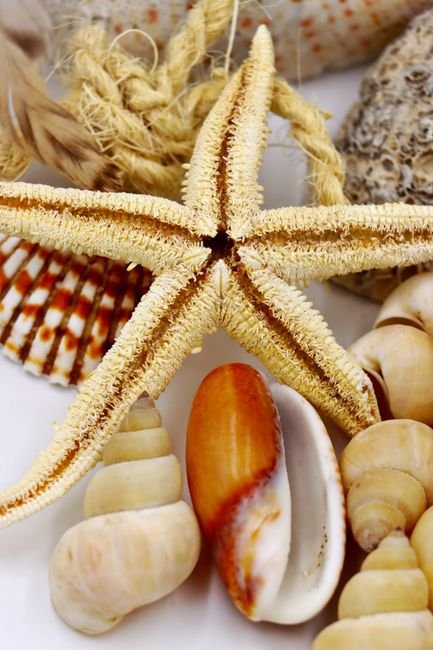Photo d'un vrai coquille Saint-Jacques Enfouie Dans Le Sable