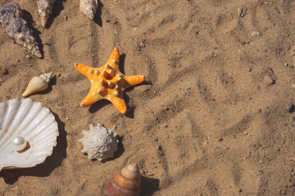 Photo d'un vrai coquille Saint-Jacques Enfouie Dans Le Sable