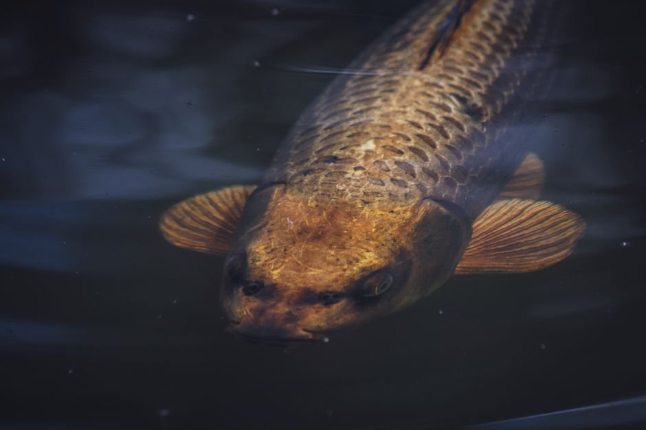 Photo d'un vrai carpe Koï aux Nénuphars et Anémones de Mer