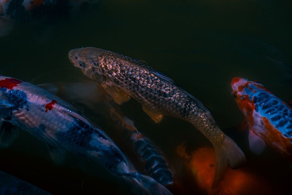 Photo d'un vrai carpe Koï aux Nénuphars et Anémones de Mer