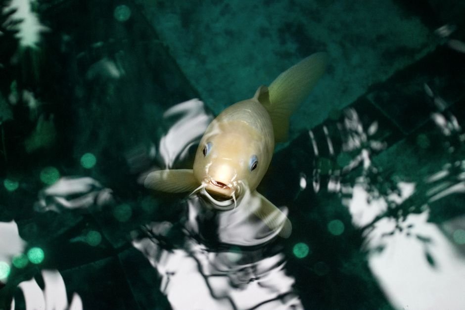 Photo d'un vrai carpe Koï aux Nénuphars et Anémones de Mer