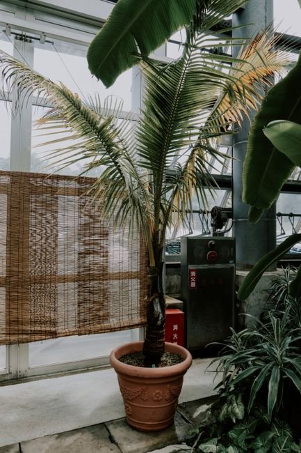 Photo d'un vrai éventail en feuilles de palmier sur plateau laqué