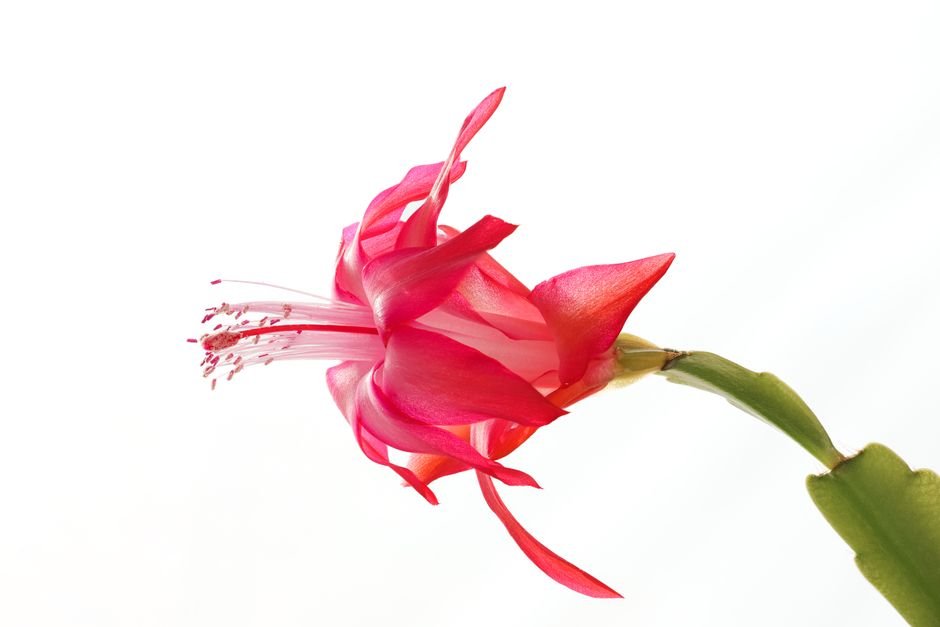 Photo d'un vrai cactus de Noël en fleur