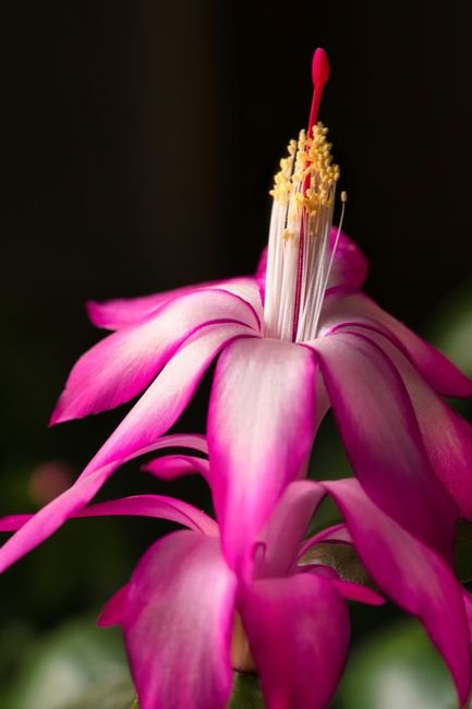 Photo d'un vrai cactus de Noël en fleur