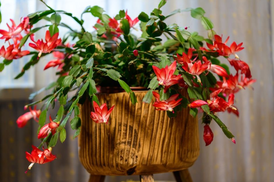 Photo d'un vrai cactus de Noël en fleur