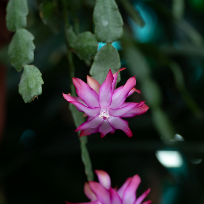Photo d'un vrai cactus de Noël en fleur