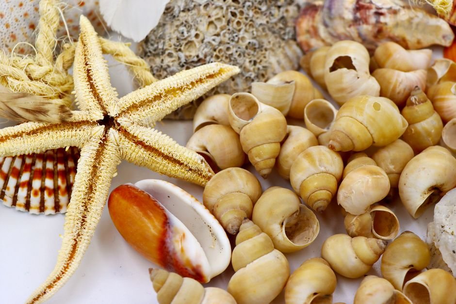Photo d'un vrai cOQUILLAGE CYPRÉE
