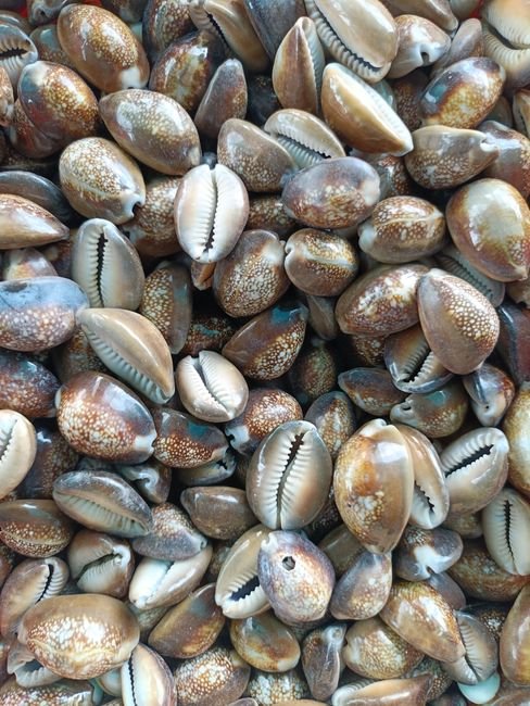 Photo d'un vrai cOQUILLAGE CYPRÉE