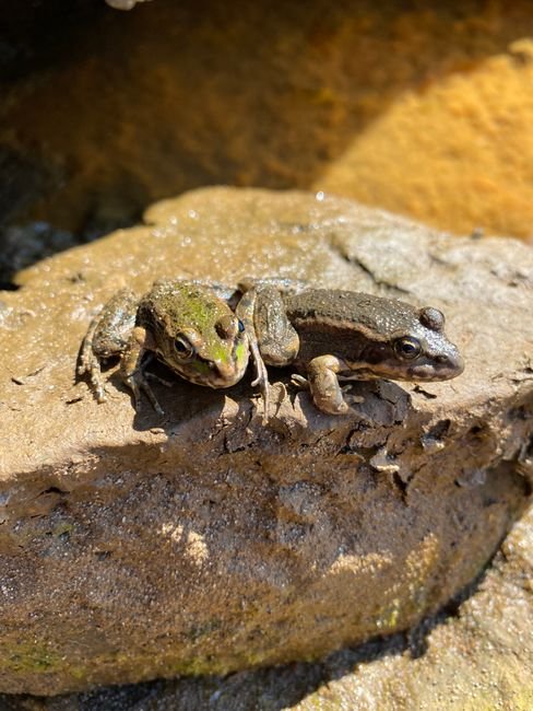 Photo d'un vrai grenouilles Sur Pierre À Moitié Immergée