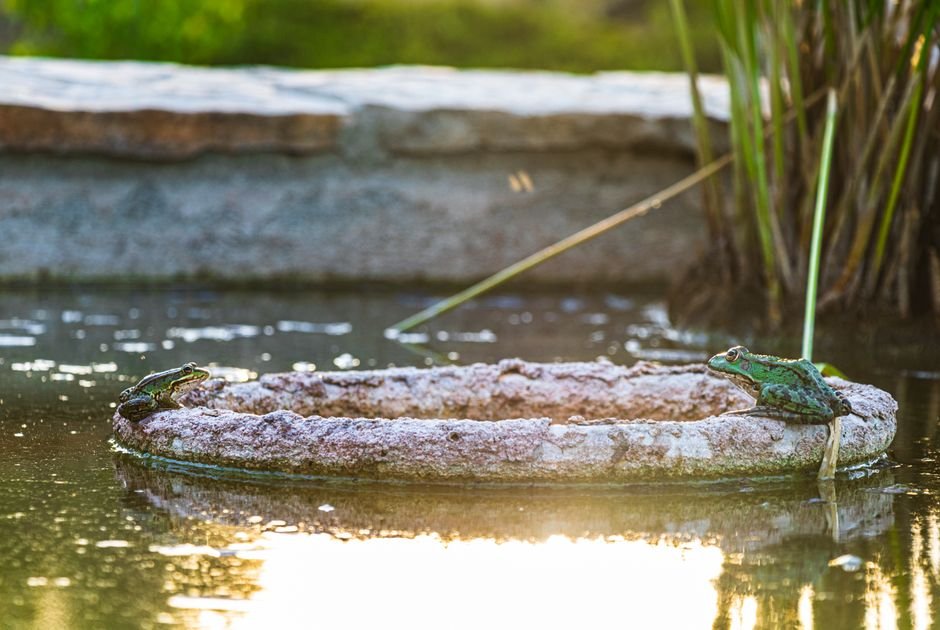 Photo d'un vrai grenouilles Sur Pierre À Moitié Immergée