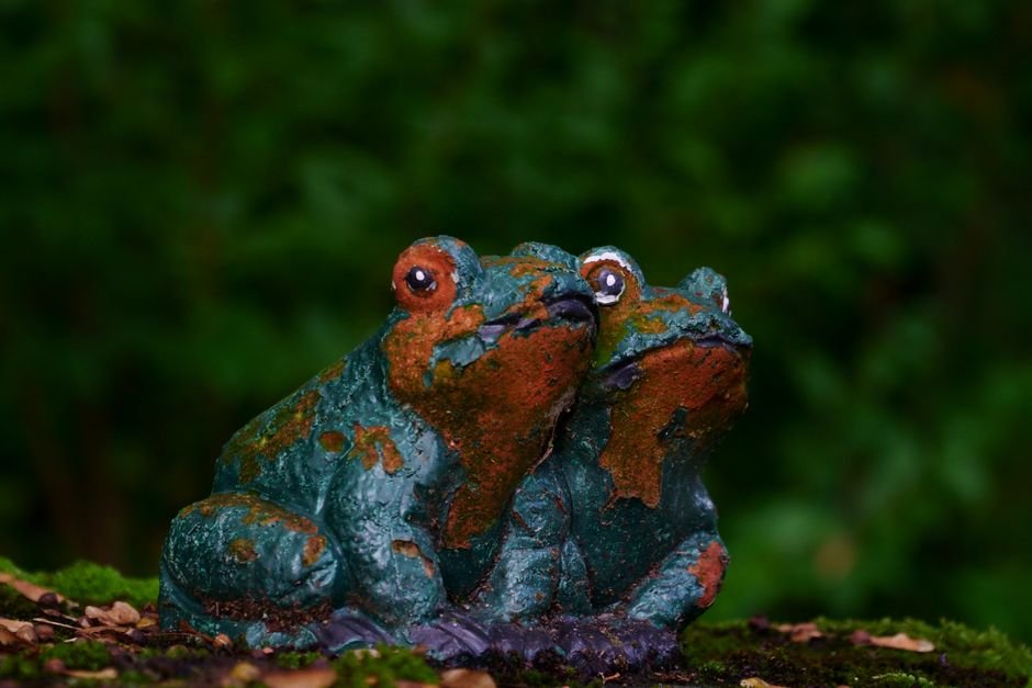 Photo d'un vrai grenouilles Sur Pierre À Moitié Immergée
