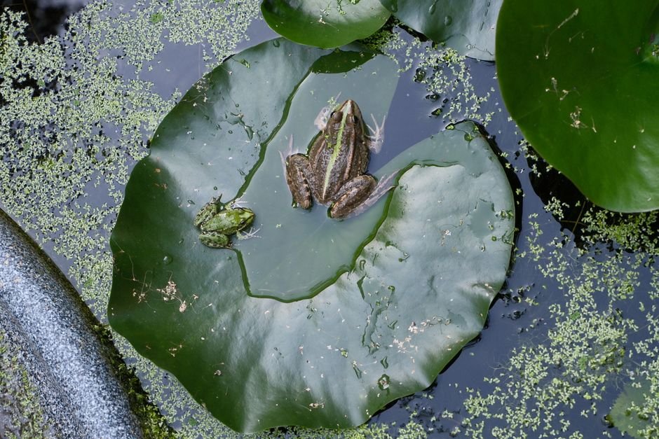 Photo d'un vrai grenouilles Sur Pierre À Moitié Immergée