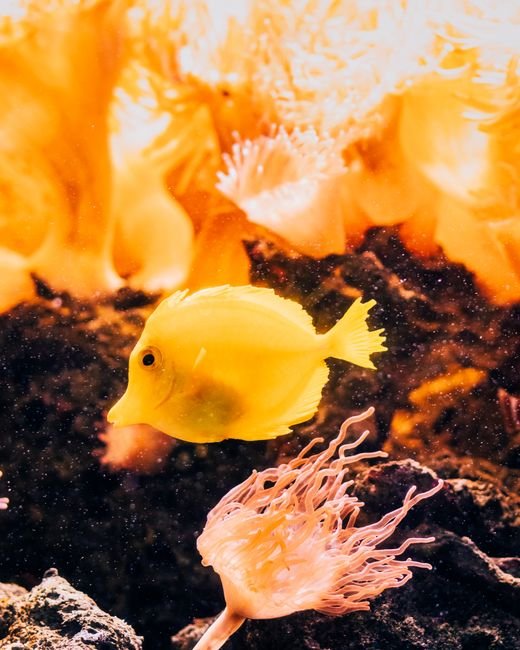 Photo d'un vrai poisson Volant Tropique