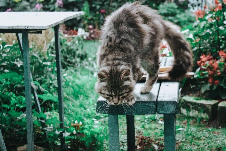 Photo d'un vrai chat Russe Bleu Dessin À Colorier Simple