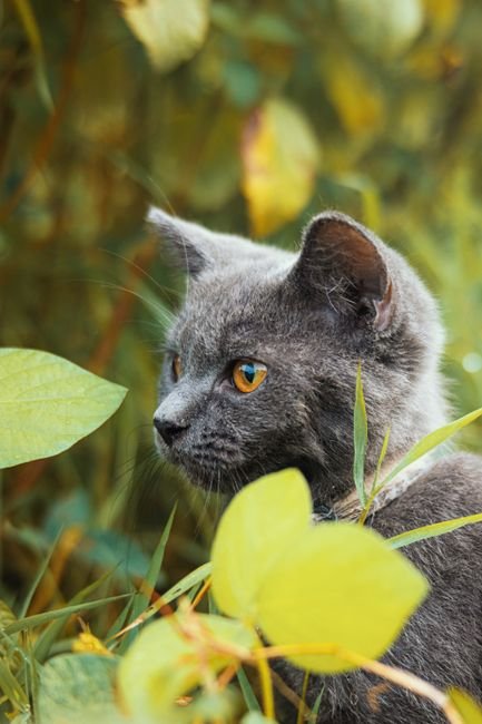 Photo d'un vrai chat Russe Bleu Dessin À Colorier Simple