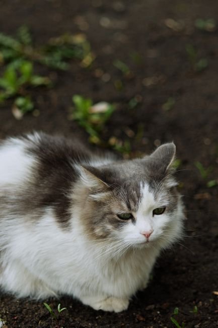 Photo d'un vrai chat Russe Bleu Dessin À Colorier Simple