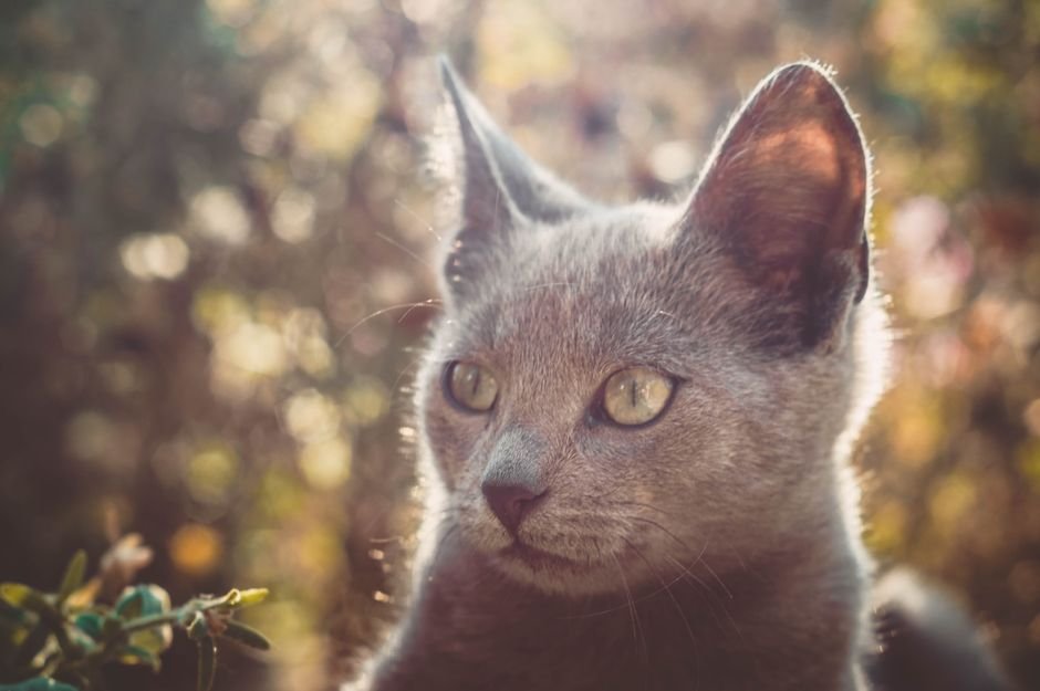 Photo d'un vrai chat Russe Bleu Dessin À Colorier Simple