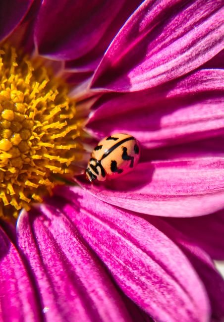 Photo d'un vrai coccinelles sur Pâquerette