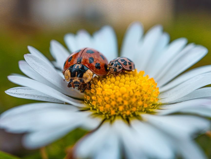 Photo d'un vrai coccinelles sur Pâquerette
