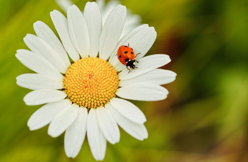 Photo d'un vrai coccinelles sur Pâquerette
