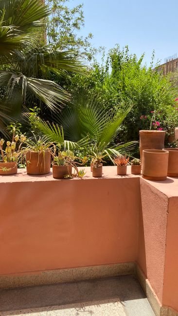 Photo d'un vrai famille De Cactus En Pots Sur Un Patio