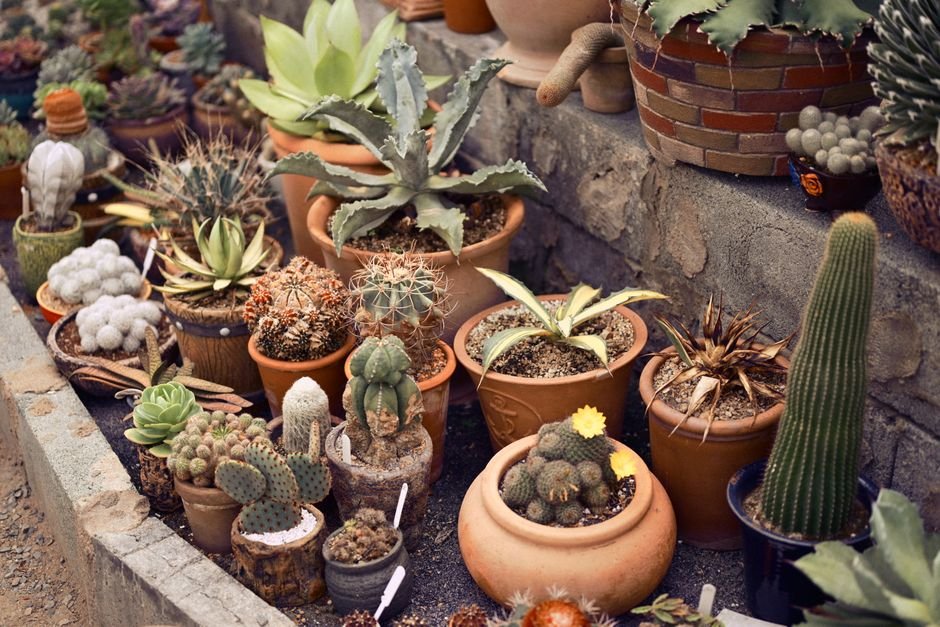 Photo d'un vrai famille De Cactus En Pots Sur Un Patio