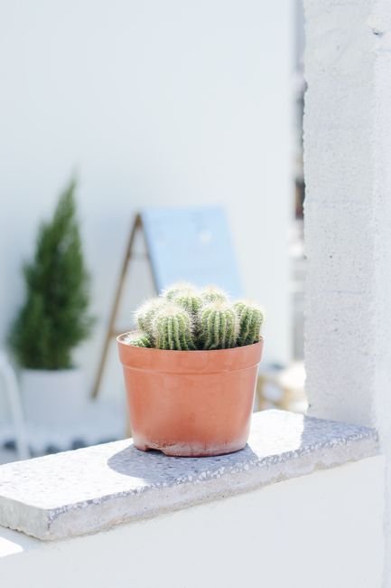Photo d'un vrai famille De Cactus En Pots Sur Un Patio