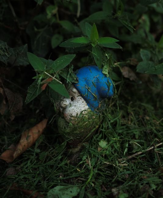Photo d'un vrai gnome Endormi Sous Arbuste