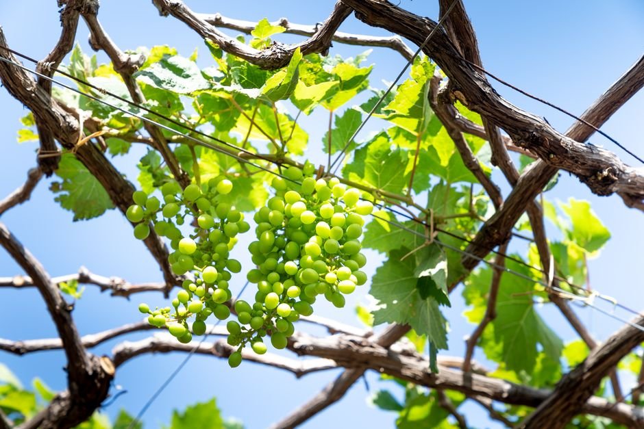 Photo d'un vrai grappe de Raisins dans un Bol en Verre