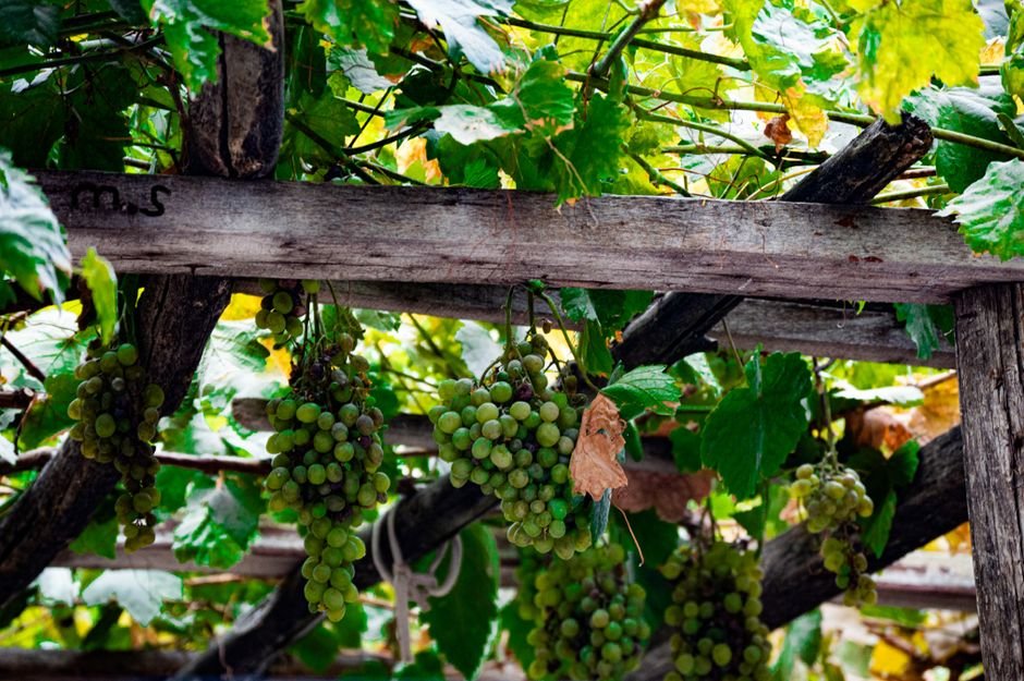 Photo d'un vrai grappe de Raisins dans un Bol en Verre