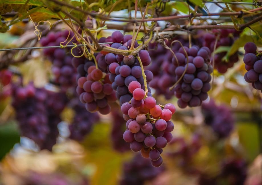Photo d'un vrai grappe de Raisins dans un Bol en Verre