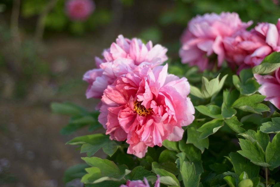 Photo d'un vrai pivoine