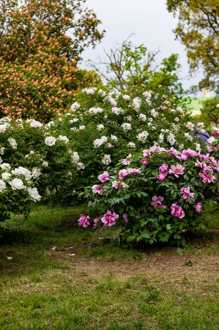 Photo d'un vrai pivoine