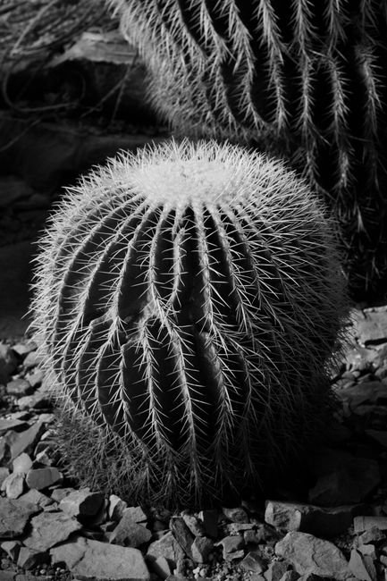 Photo d'un vrai cactus Baril Au Couchant