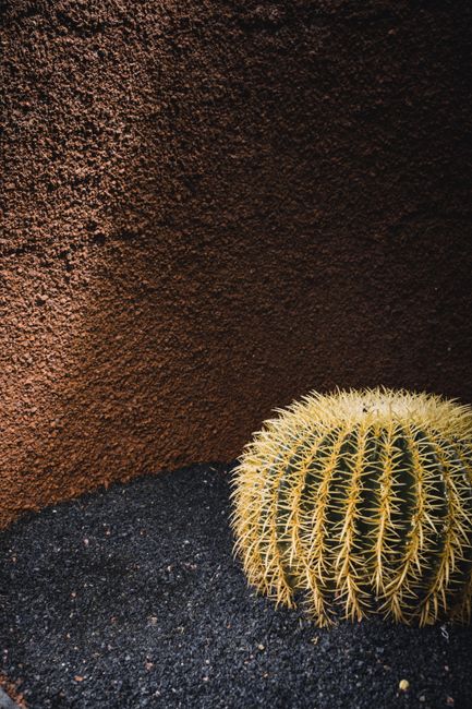 Photo d'un vrai cactus Baril Au Couchant