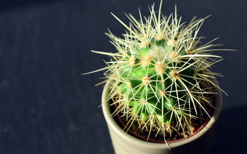 Photo d'un vrai cactus Baril Au Couchant