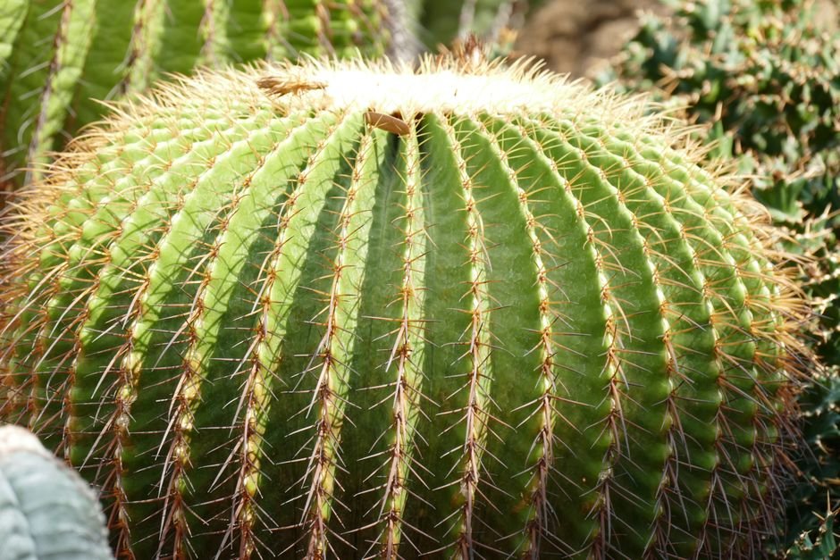 Photo d'un vrai cactus Baril Au Couchant