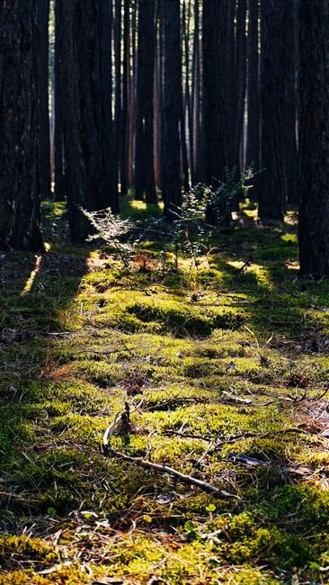 Photo d'un vrai champignon Bolet dans Clairière Moussue