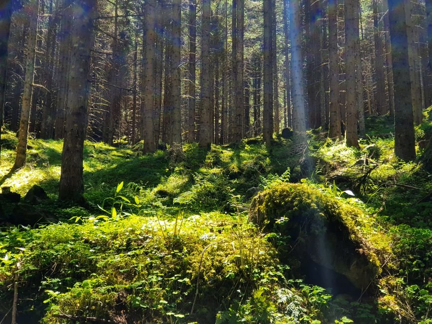 Photo d'un vrai champignon Bolet dans Clairière Moussue