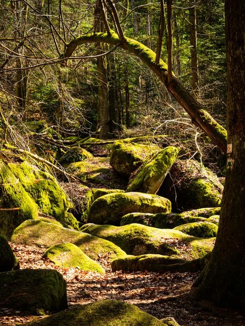 Photo d'un vrai champignon Bolet dans Clairière Moussue